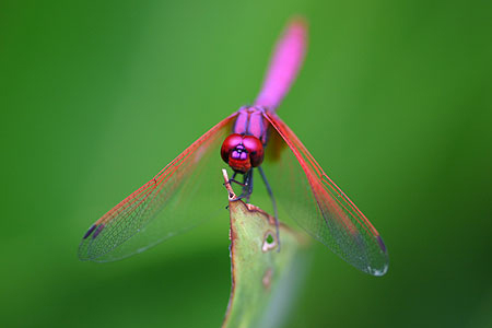 Teltail Dragonfly